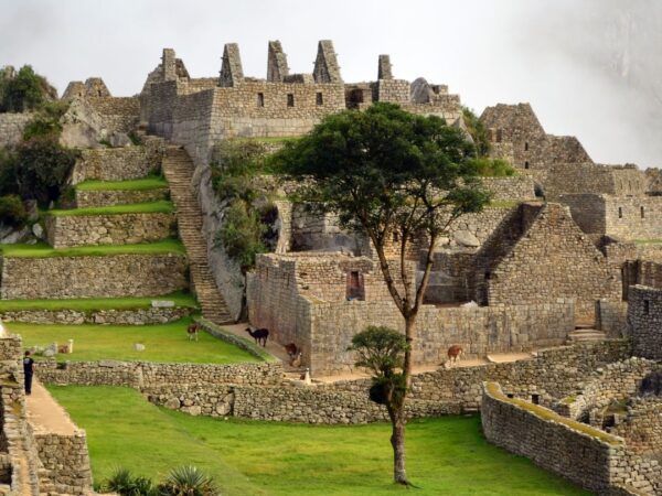 MachuPicchu y llamas