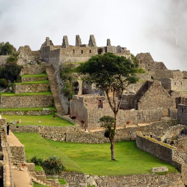 MachuPicchu y llamas